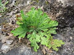 Selaginella novoleonensis