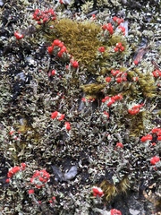 Cladonia ustulata