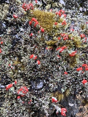 Cladonia ustulata