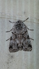 Sympistis chionanthi