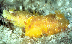 Doriopsilla miniata