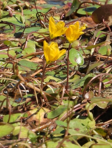 Yellow-flowered snowflake (Nymphoides aurantiaca)