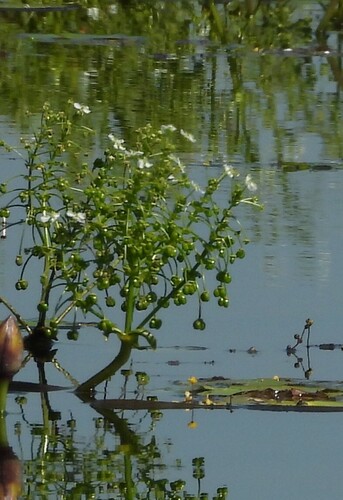 Albidella oligococca (Albidella oligococca)