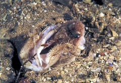 Kathetostoma laeve