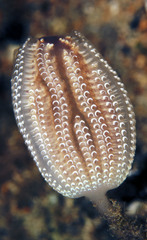 Sycozoa