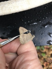 Paryphthimoides poltys