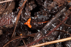 Pseudophryne australis