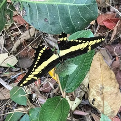 Heraclides thoas brasiliensis