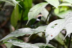 Psolodesmus mandarinus mandarinus