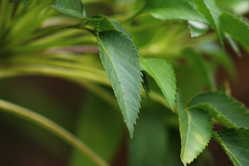 Bidens sandvicensis, 2025-06-21