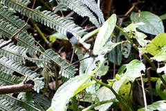 Psolodesmus mandarinus mandarinus