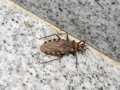 Panstrongylus geniculatus