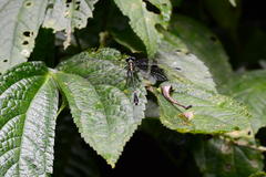 Leptogomphus sauteri formosanus