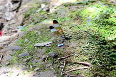 Psolodesmus mandarinus mandarinus