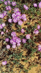 Lampranthus sociorum