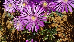 Lampranthus sociorum