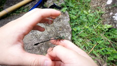 Leptogomphus sauteri formosanus