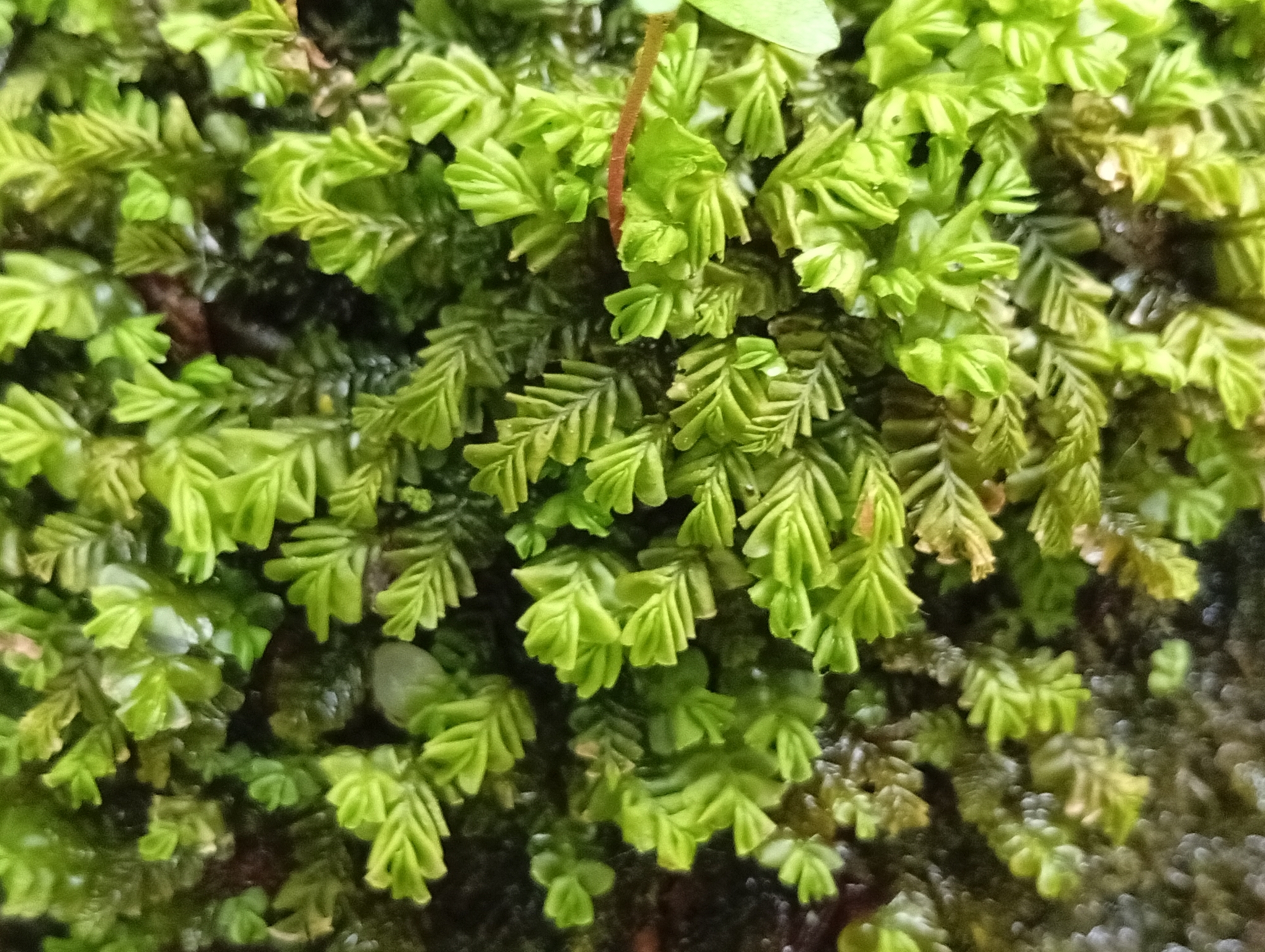 Plagiochila porelloides