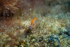 Flabellina