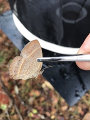 Yphthimoides patricia