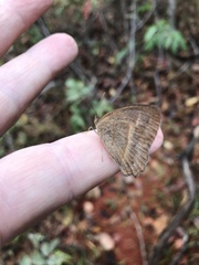 Yphthimoides patricia