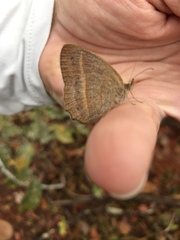 Yphthimoides patricia