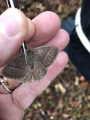 Yphthimoides patricia