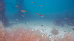 Trachinops caudimaculatus