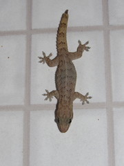 Hemidactylus agrius