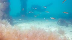 Trachinops caudimaculatus