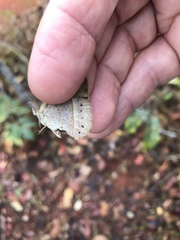 Yphthimoides patricia