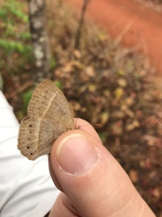 Yphthimoides patricia