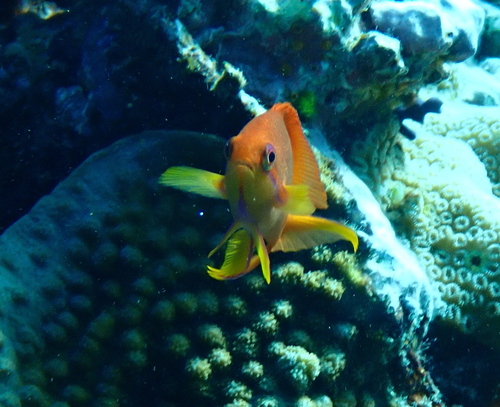 Pacific Lyretail Anthias