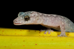 Amalosia lesueurii