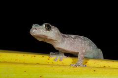 Amalosia lesueurii