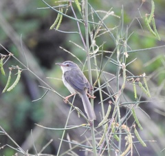 Prinia inornata