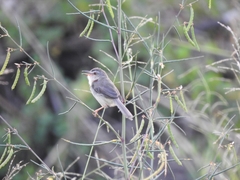 Prinia inornata