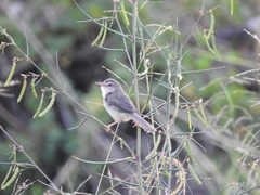 Prinia inornata