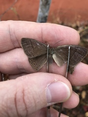 Yphthimoides patricia