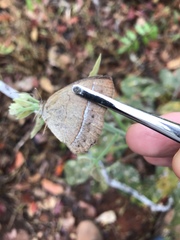 Yphthimoides patricia