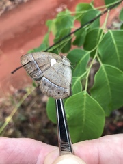 Yphthimoides patricia