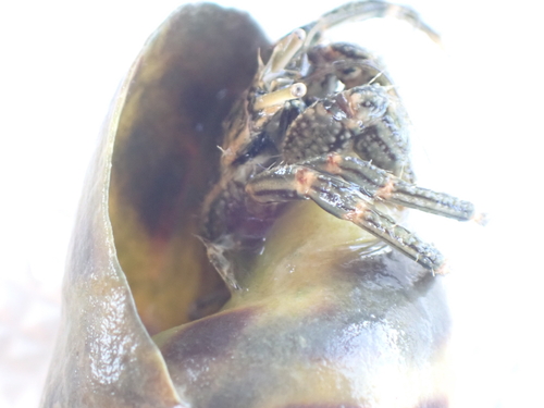 Ribbed Hermit Crab