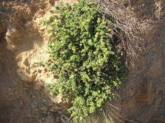 Pimelea serpyllifolia