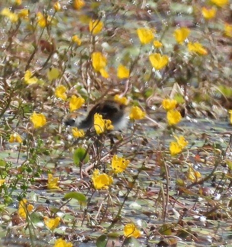 Nymphoides aurantiaca, photograph 2
