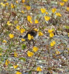 (c) Mark Clarke, some rights reserved (CC BY) Nymphoides aurantiaca, photograph (c) Mark Clarke, some rights reserved (CC BY)