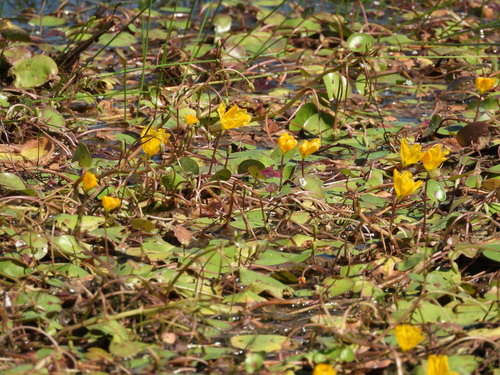 Nymphoides aurantiaca, photograph 3