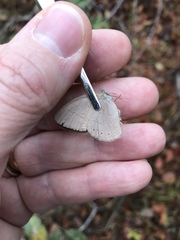 Nhambikuara cerradensis