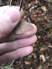 Nhambikuara cerradensis