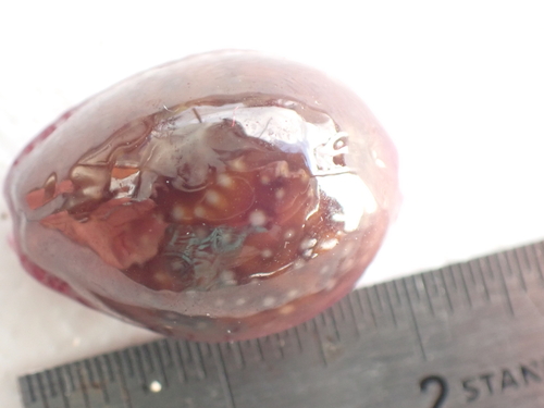 Porous Cowrie