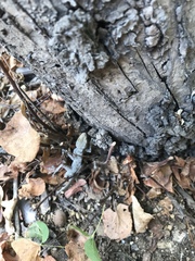 Ptyodactylus guttatus
